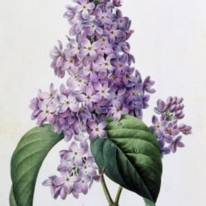 Seringen - kruissteekpatroon, pdf-formaat, geleverd per e-mail, Pierre Joseph Redoute, kruissteek bloemen, kruissteek seringen