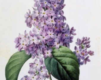 Lilacs - Cross stitch pattern - pdf format - Delivered by email - This is not a kit