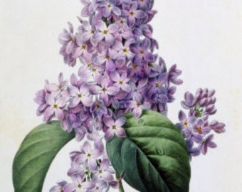 Lilacs - Cross stitch pattern, pdf format, Delivered by email, Pierre Joseph Redoute, Available sizes in the description