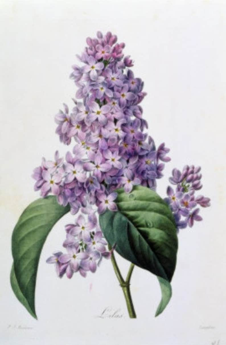 Lilacs Cross stitch pattern pdf format Delivered by email This is not a kit image 1