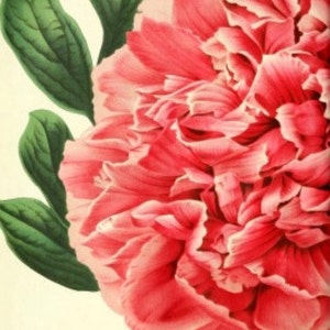 Pioen: kruissteekpatroon, pdf-formaat, bezorgd per e-mail, kruissteek bloemen, kruissteek pioenrozen, kruissteek bloemen