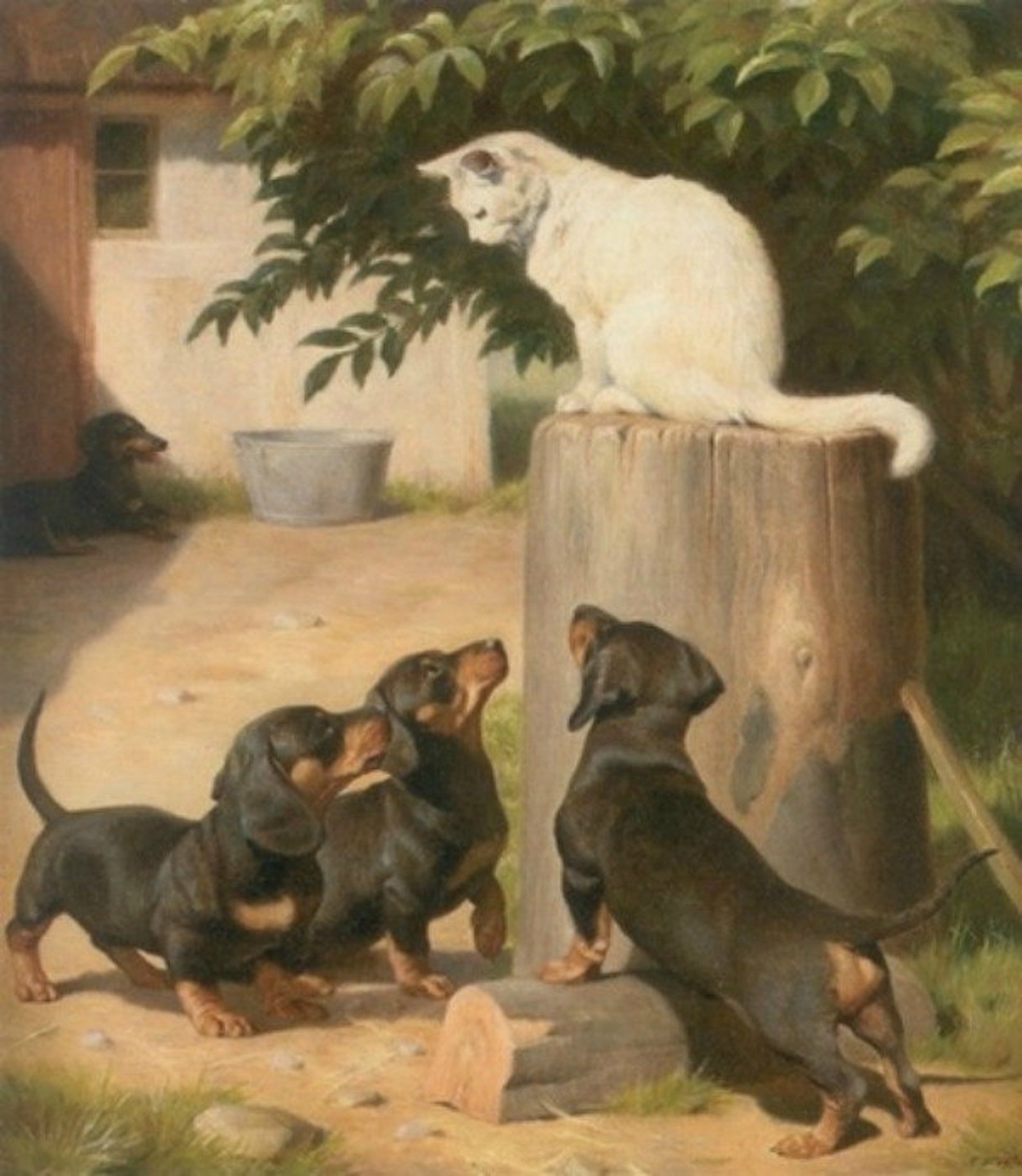 Коты таксы