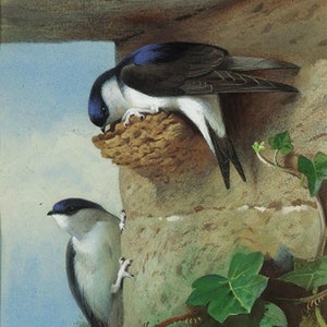 House Martins on a Nest Beneath the Eaves - Cross stitch pattern, pdf format, Delivered by email, Animals cross stitch, Birds cross stitch