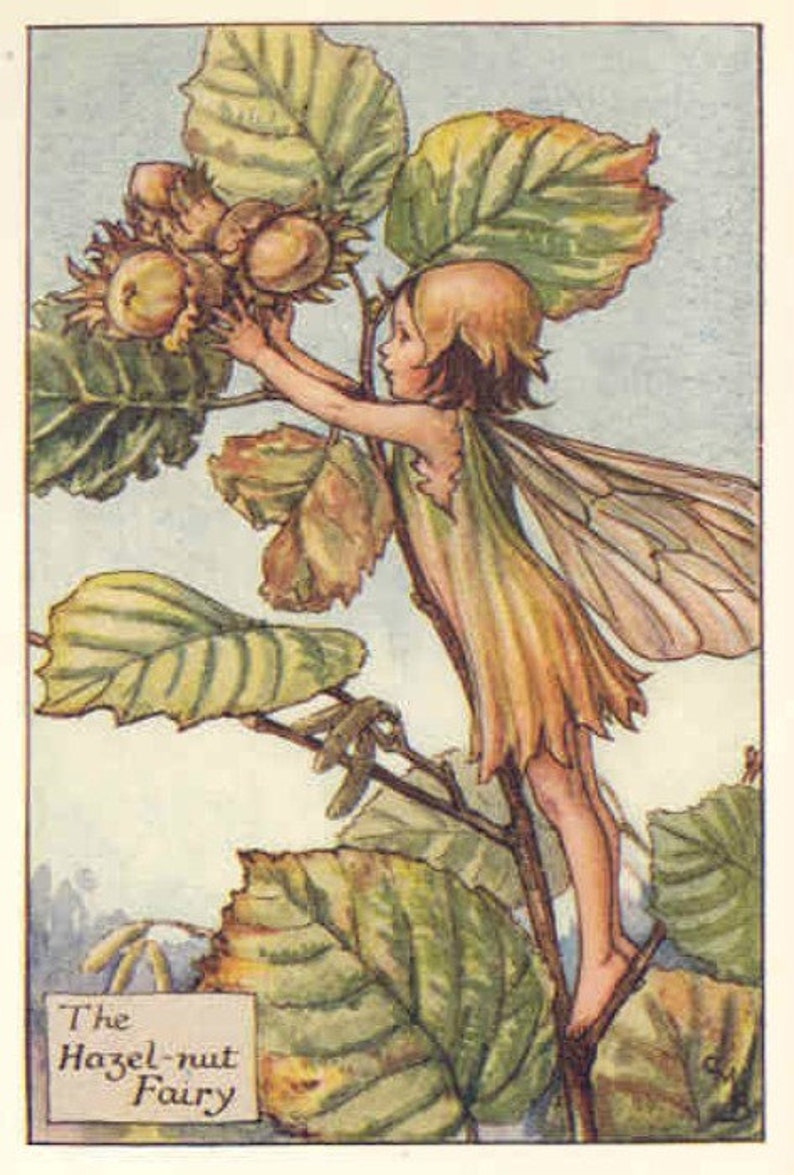 Hazelnut  Cross stitch pattern pdf format image 1