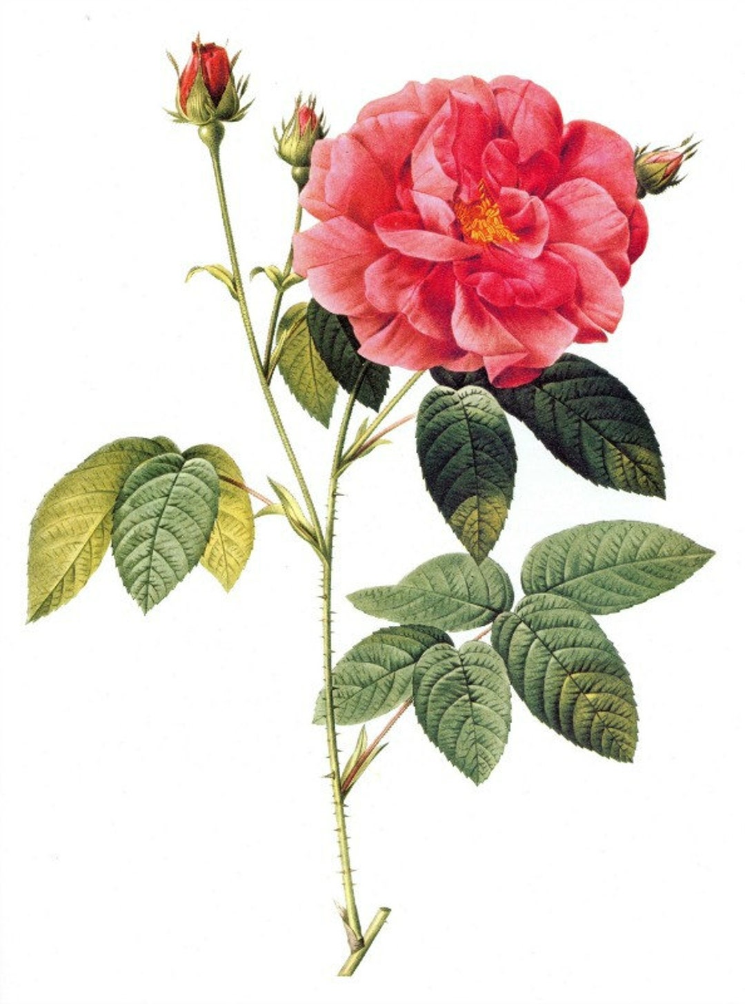 Edible Red Rose Petals – Rosa Gallica Officinalis- Herbal Tea Dried