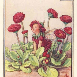 Double Daisy Fairy - kruissteekpatroon, pdf-formaat, bezorgd per e-mail, Cicely Mary Barker, kruissteek feeën, kruissteek bloemen