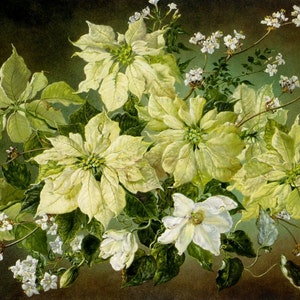 Stilleven met kerstster en fruitbloesem - kruissteekpatroon, pdf-formaat, bezorgd per e-mail, Cecil Kennedy, kruissteek bloemen