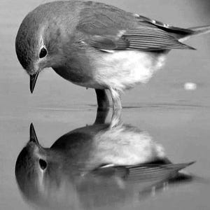 Op de afbeelding: Een zwart-witfoto van een kleine vogel die in het water weerspiegeld wordt. De vogel kijkt naar beneden, met zijn snavel bijna het wateroppervlak aanrakend. De weerspiegeling is helder, waardoor een symmetrisch beeld ontstaat. De veren van de vogel zijn zichtbaar.