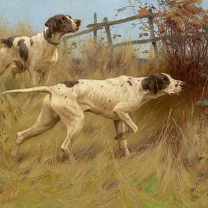 Op de afbeelding: Twee witte en bruine Engelse Pointer-honden jagen in een veld met hoog gras. De hond op de voorgrond wijst met zijn neus naar de rechterkant van de afbeelding. De hond op de achtergrond staat met zijn hoofd naar links gedraaid. De honden bevinden zich in een veld met een houten hek op de achtergrond.