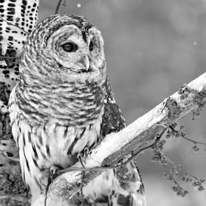 White Owl - Cross stitch pattern pdf format