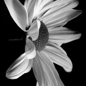 Bloemen in zwart-wit 3: kruissteekpatroon, pdf-formaat, bezorgd per e-mail, kruissteek bloemen, kruissteek bloemen