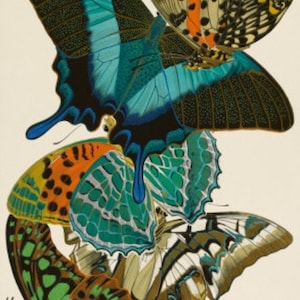 Butterfly Collection III - Cross stitch pattern, pdf format, Delivered by email, Butterflies cross stitch, Animals cross stitch