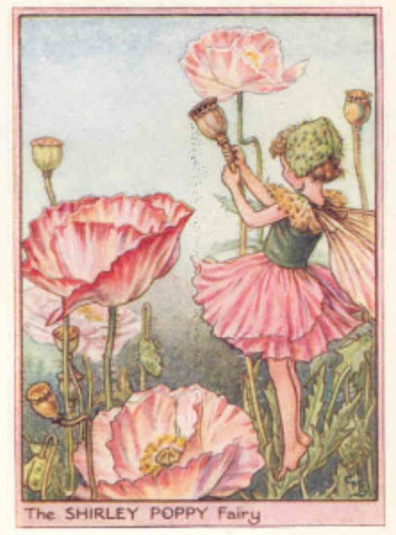 Shirley Poppy  Cross stitch pattern pdf format image 1