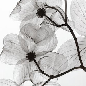 Bloemen in zwart-wit - kruissteekpatroon, pdf-formaat, bezorgd per e-mail, bloemen kruissteek, zwart-witte kruissteek