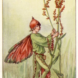 The Sorrel Fairy - kruissteekpatroon, pdf-formaat, geleverd per e-mail, Cicely Mary Barker, kruissteek feeën, kruissteek bloemen