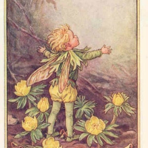 Winterakoniet - kruissteekpatroon, pdf-formaat, geleverd per e-mail, Cicely Mary Barker, kruissteek feeën, kruissteek bloemen