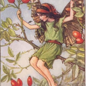 The Rose Hip Fairy - kruissteekpatroon, pdf-formaat, geleverd per e-mail, Cicely Mary Barker, kruissteek bloemen, kruissteek feeën, kruissteek feeën