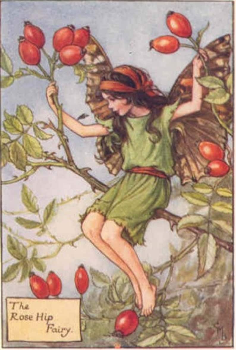 Pdf Pattern Cross stitch  The Rose Hip Fairy image 1