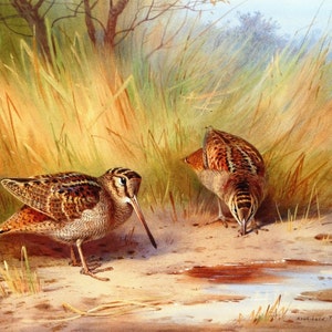 A Pair of Woodcock - Cross stitch pattern, pdf format, Delivered by email, This is not a kit, Archibald Thorburn, Animals cross stitch