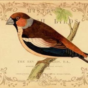 British Birds I - Cross stitch pattern, pdf format, Delivered by email, Animals cross stitch, Birds cross stitch