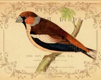 British Birds I - Cross stitch pattern pdf format