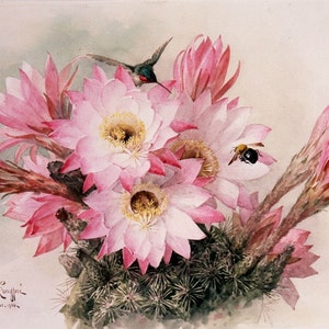 Cactusbloem - Kruissteekpatroon - pdf-formaat - Geleverd per e-mail - Dit is geen pakket - Paul de Longpre - Kruissteek bloemen