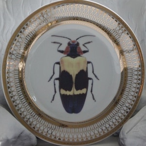 Gold Porcelain Bug Plate, Insect Plate, Bug Dish, Insect Dish, Halloween Plate, Entomology Plate, Entomology Dish, Beetle Plate