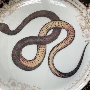 Porcelain Snake Cup and Saucer Set or Plate. Food Safe and Durable ...