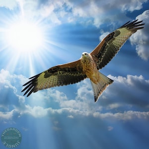 Red Kite High Resolution Digital Print – British Bird Wall Art for Instant Download