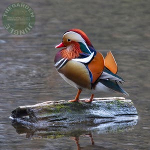 May include: A vibrant Mandarin duck with colorful plumage stands on a mossy log in water. The duck features a red beak, orange and white head, and a mix of orange, brown, blue, and white feathers. The image includes a circular logo with the text "THE GARDEN JUNGLE".