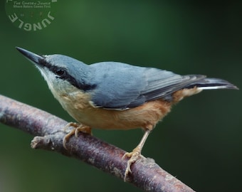 Nuthatch High Resolution Digital Print – British Bird Wall Art for Instant Download