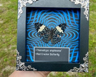 May include: A framed Red Cracker Butterfly, Hamadryas amphinom, with black and white patterned wings, set against a blue abstract background. The black frame has ornate silver corner accents. A label identifies the butterfly.
