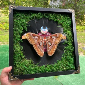 Framed Atlas Moth