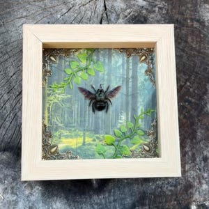Framed carpenter bee