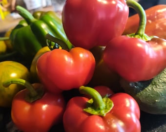 Snackabelle Mini Red Sweet Bell Pepper Seeds