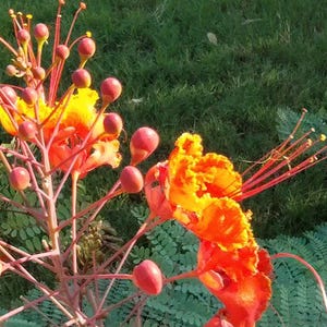 May include: A cluster of vibrant orange and yellow Caesalpinia pulcherrima flowers featuring long, slender red stamens and rounded red buds. The plant displays delicate, feathery green foliage and is captured in natural outdoor lighting.