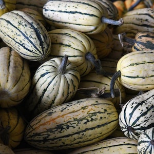 May include: A close-up shot of a pile of squash. The squash have a creamy white base color with dark green stripes running lengthwise. The squash vary in shape, with some being round and others elongated. The stems are dark brown.