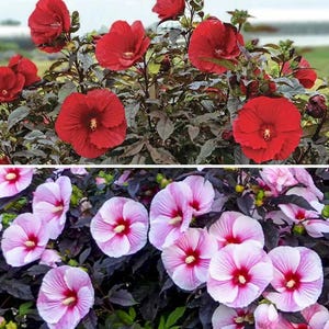 May include: A white ceramic mug with a black handle and the text "But First, Coffee" in a black, handwritten-style font. The mug is on a white surface.