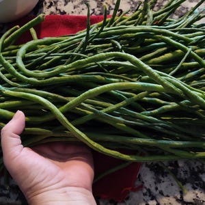 May include: A large bundle of fresh, green long beans, also known as yardlong beans, are held in a hand. The beans are long, slender, and slightly curved. The beans are on a red cloth, with a speckled countertop in the background.