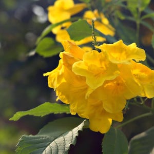 May include: A cluster of vibrant yellow trumpet-shaped flowers with five rounded petals each. The blossoms are attached to thin green stems and are surrounded by serrated green leaves, with additional yellow flowers visible in the soft-focus background.