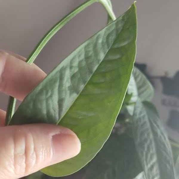 2 Cebu Blue Pothos cuttings unrooted houseplant tropical