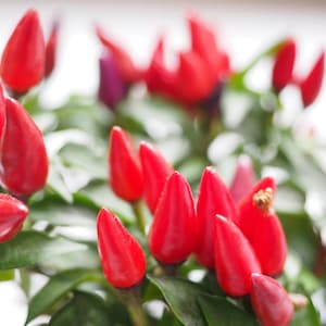 May include: Close-up of a vibrant chili pepper plant. The image showcases numerous bright red chili peppers, with a few purple ones, set against a backdrop of green leaves. The peppers are clustered together, creating a visually appealing display.