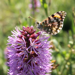 Native! Liatris Blazing Star - Pollinator Favorite - Autumn Garden - Purple Flower