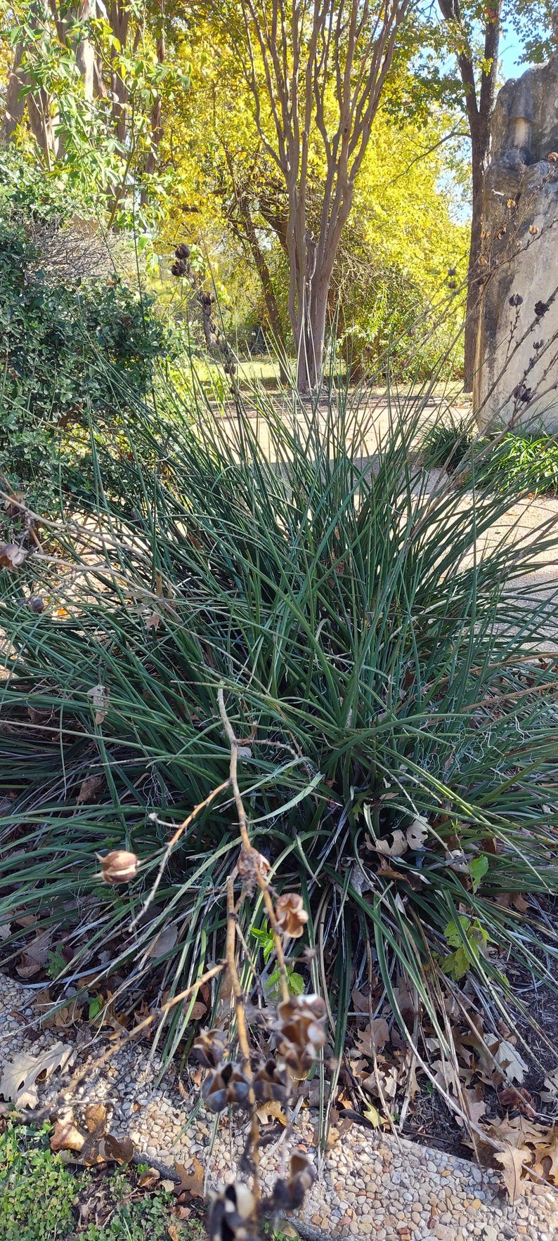 NATIVE! Red Flower Texas Yucca False Yucca - Etsy