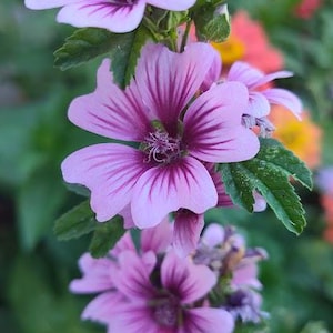 May include: Close-up of vibrant pink flowers with dark purple veins, set against a blurred green background. The flowers have a delicate, layered petal structure and are surrounded by green leaves. A beautiful floral arrangement.