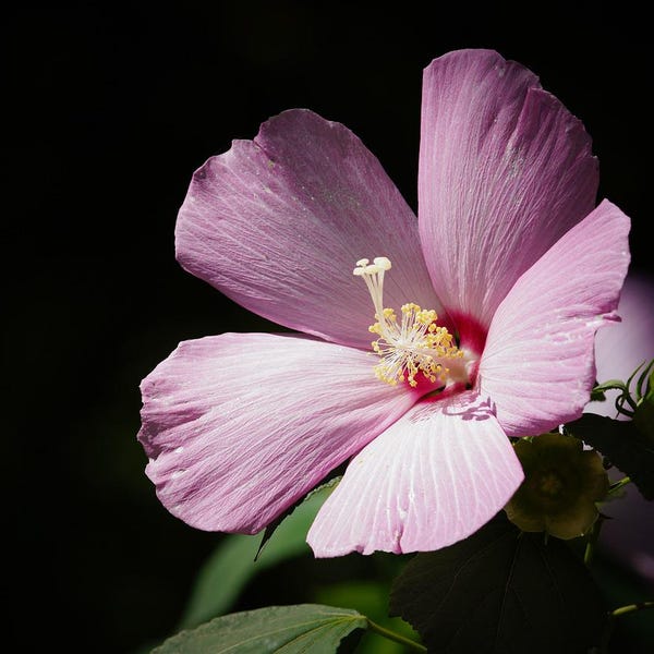 NATIVE! Light Pink Swamp Rose Mallow Hardy Hibiscus Perennial Pink Flower Bush