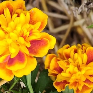 Mixed Marigold Yellow Dwarf French and Orange African Marigold Seeds - Pollinator Mix