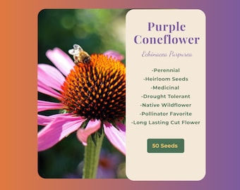 Purple Coneflower Seeds (50 Seeds) – Echinacea Purpurea
