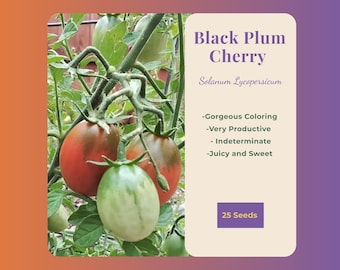 Black Plum Cherry Tomato (25 Seeds) - Solanum Lycopersicum