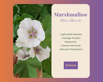 Marshmallow (25 Seeds) – Althaea Officinalis